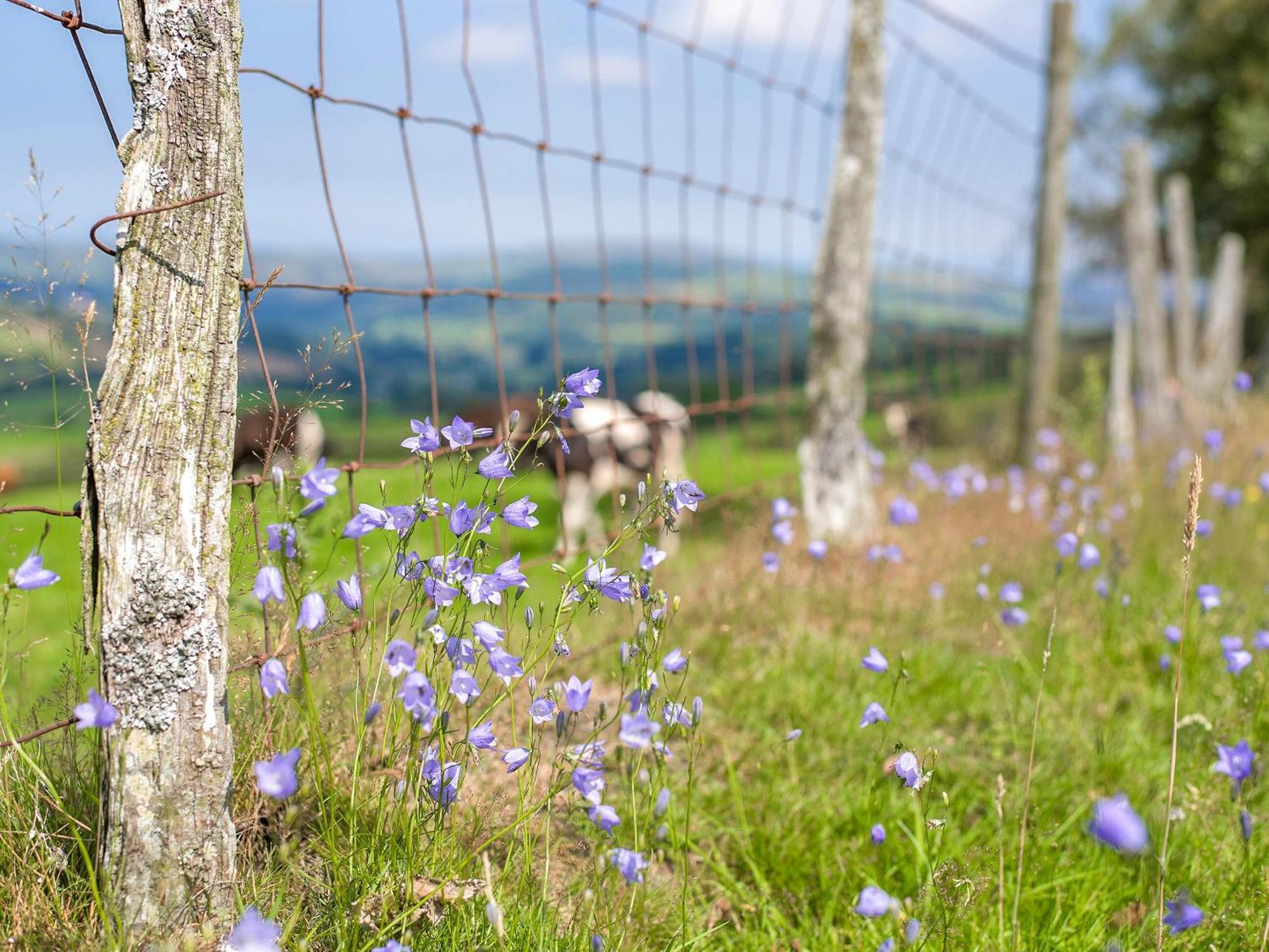 Dol Y Mynydd The Mountain Meadow-Qu7521 Villa Llangerniew Esterno foto