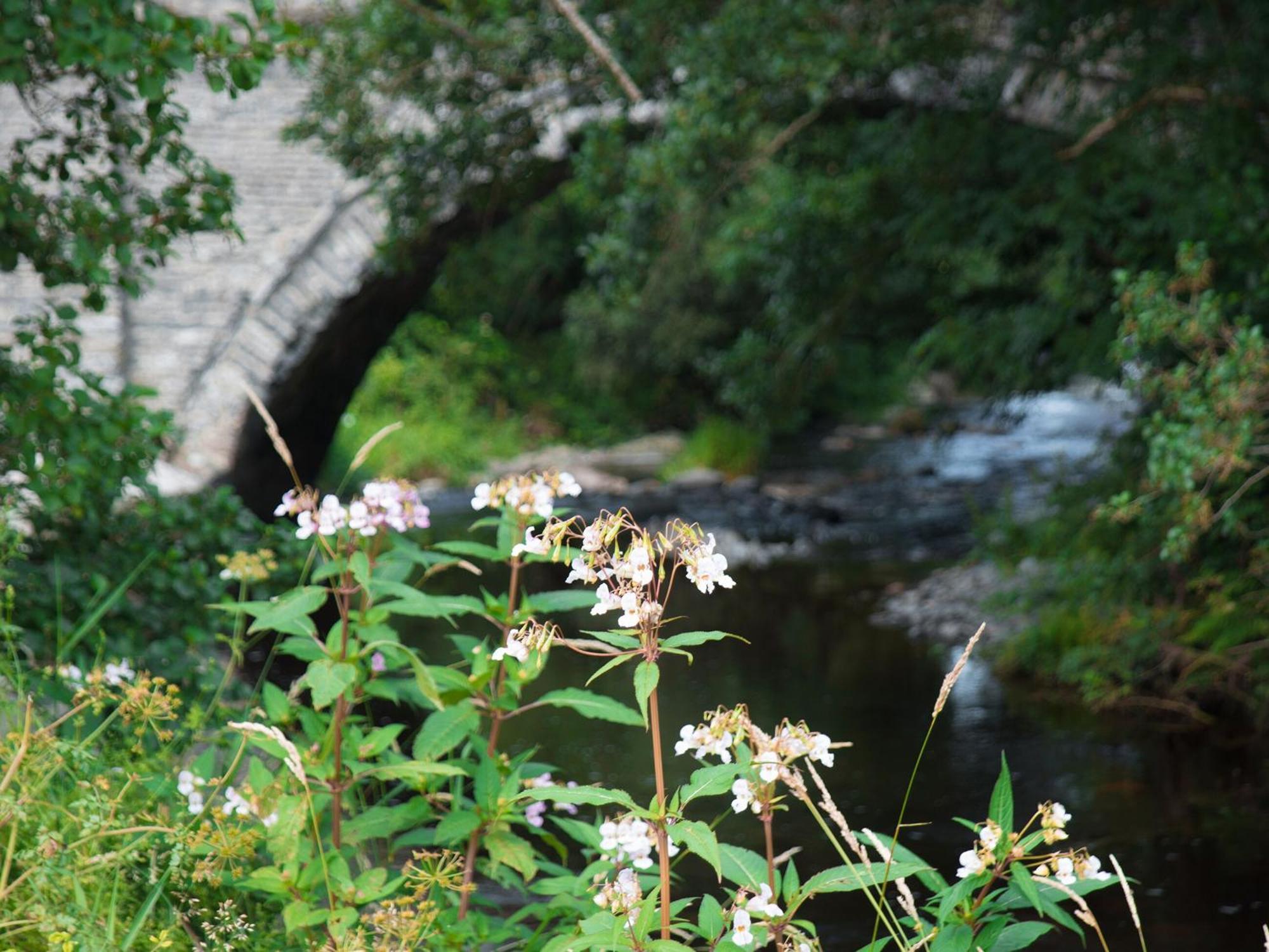 Dol Y Mynydd The Mountain Meadow-Qu7521 Villa Llangerniew Esterno foto